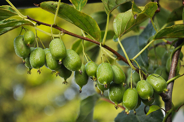 Kiwibeeren anbauen