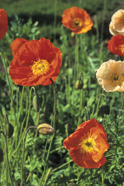Islandmohn (Papaver nudicaule)