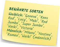 Kiwi bewaehrte Sorten