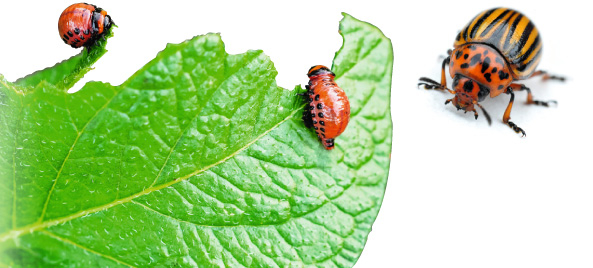 Kartoffellarven (l.) und Kartoffelkäfer (r.)