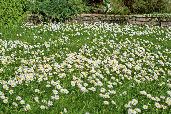 Gänseblümchen erfreut Insekten