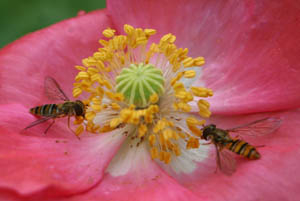 Larven der Schwebfliegen