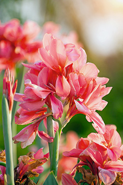 Indisches Blumenrohr