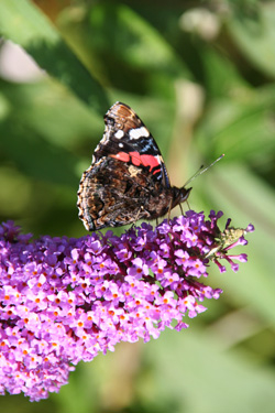 Schmetterlingsflieder