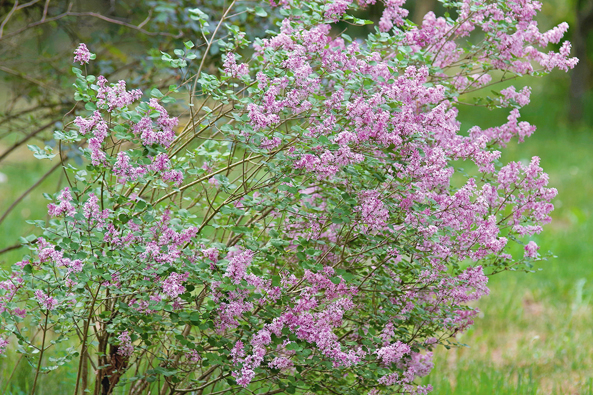 'Palibin'