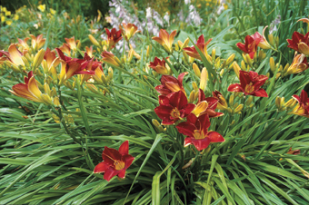 Taglilie Hemerocallis-Hybride ‘Cologne Fire’