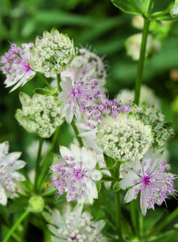 Astrantia major
