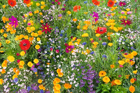 Jetzt Sommerblumen aussäen