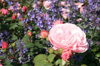 Katzenminze und Rose