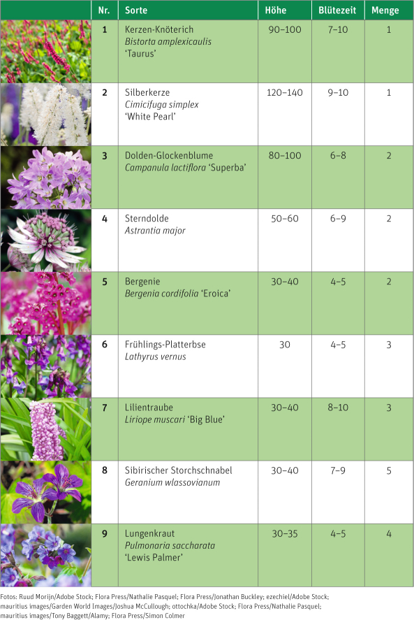 Tabelle Staudenbeet