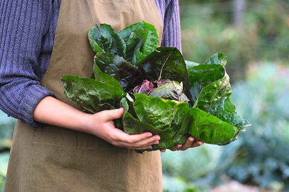 Radicchio und Co.