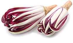 Radicchio vom Typ Treviso