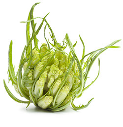 Catalogna ‘Puntarelle di Brindisi’
