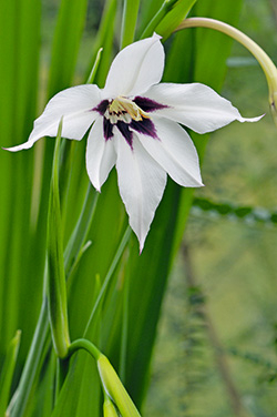 Sterngladiole