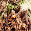 Im Fokus: Gartenschätze