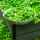 Im Fokus: Gartenschätze