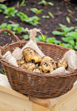 Selbst geerntete Kartoffeln