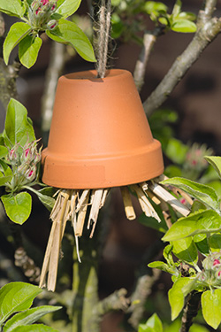 Tontöpf auf Obstbaum