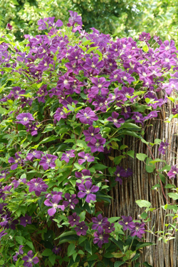 Clematis