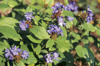 Bleiwurz (Ceratostigma plumbagonoides)