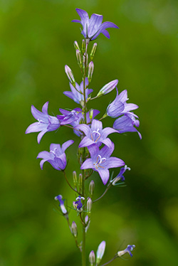 Rapunzel-Glockenblume