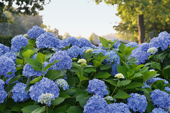 Hortensien für Ihren Garten