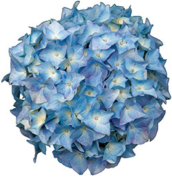 Hortensien Hydrangea