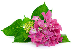 Bauernhortensie