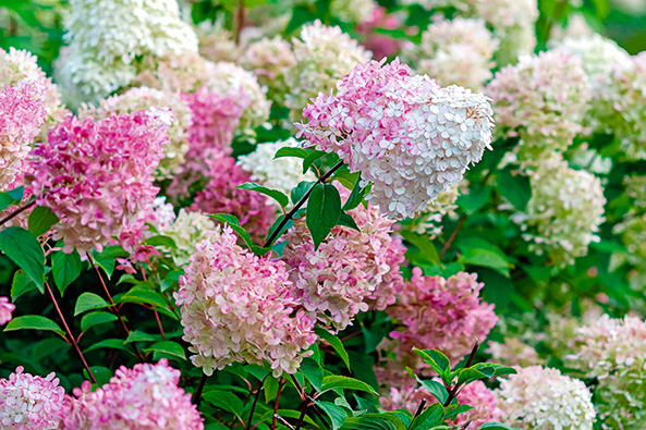 Rispenhortensie