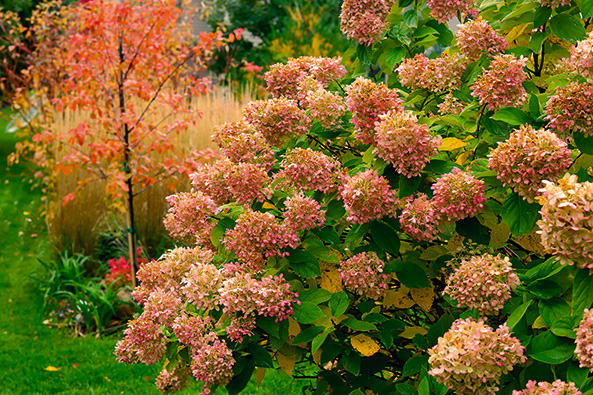 Rispenhortensie ‘Limelight’