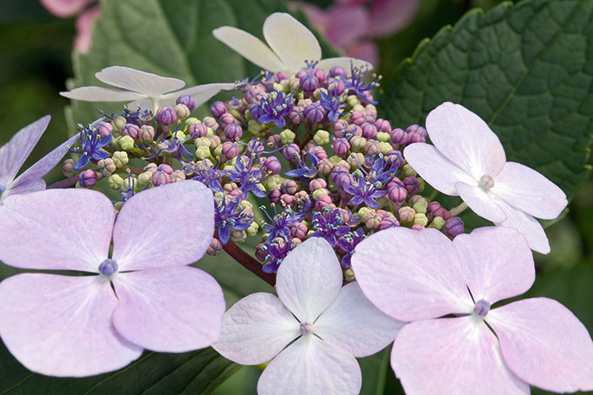 Blütenstände aus fertilen Blüten und Schaublüten