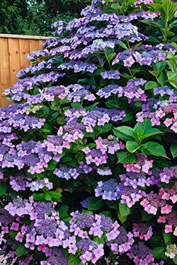 Tellerhortensie ‘Mariesii Perfecta’