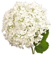 Schneeballhortensie