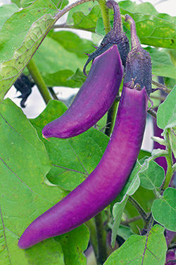 ‘Ajimurasakii’ F1