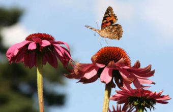 Echinacea-Blüte