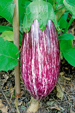 ‘Rania’ F1
