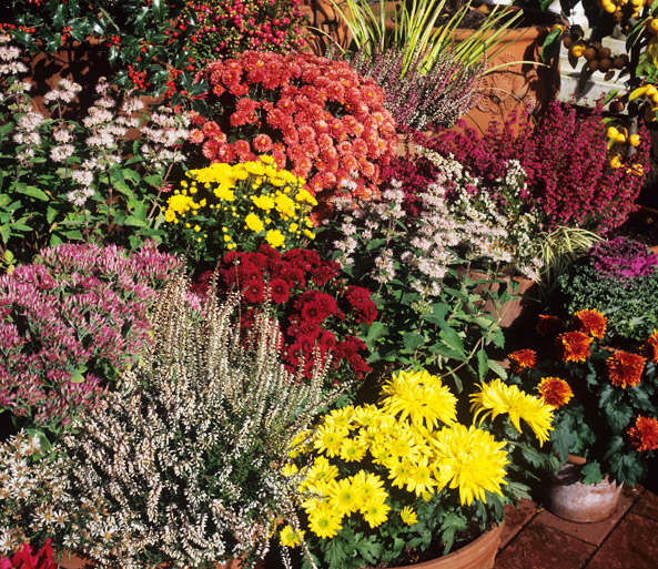 Heidepflanzen, Chrysanthemen und Co.