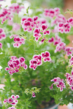 Pelargonien