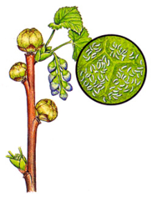 Johannisbeergallmilbe