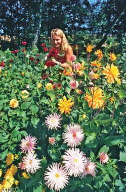 Dahlien