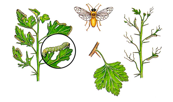 Gelbe Stachelbeerblattwespe