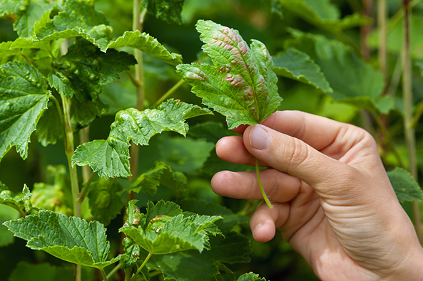 Krankheiten an Johannis- und Stachelbeeren