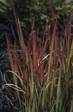 Japanisches Blutgras (Imperata cylindrica ’Red Baron‘)