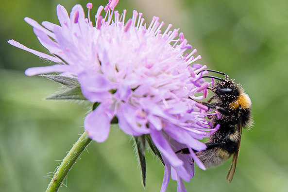 Pflanzenherkunft beeinflusst Bestäuber