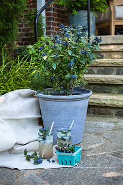Blaubeeren aus dem BrazelBerry® Sortiment