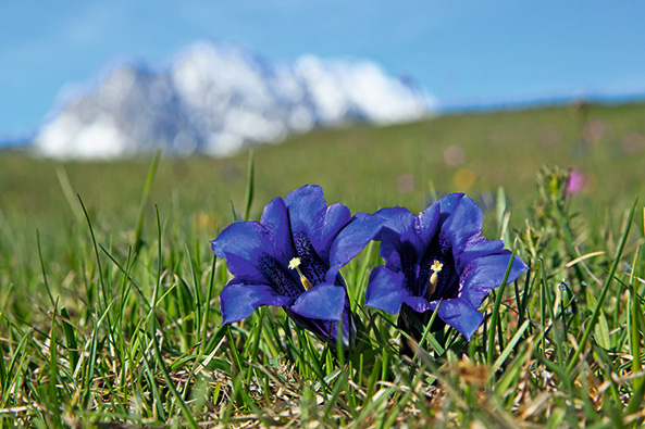 Blaue Blume bevorzugt