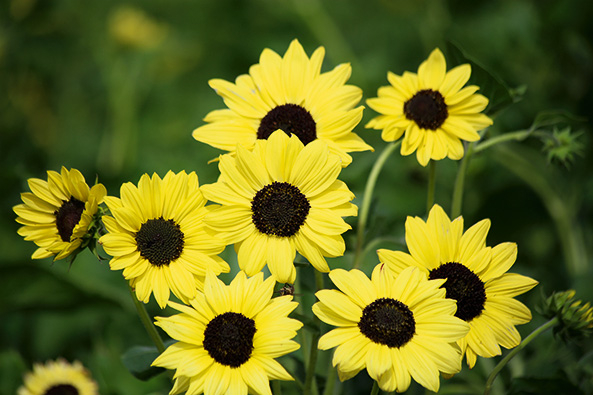 Kiepenkerl Debilis-Sonnenblume 'Soluna Lemon'