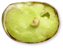 Samenkäfer in Dicken Bohnen