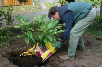 Rhododendron pflanzen