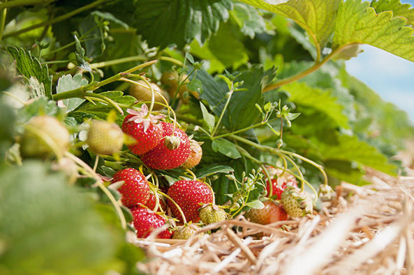 Edbeeren